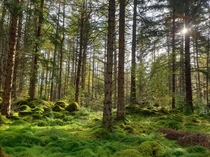 Forest in Scottish Highlands   x 