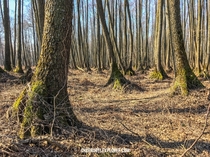 Forest in the Chernobyl Exclusion Zone Ukraine April 