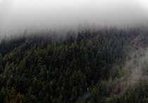 Forest in the fog Alberta Canada 