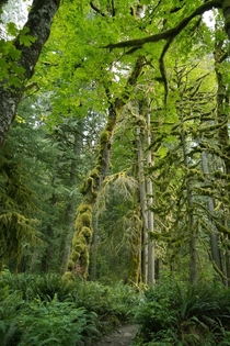 Forest in Washington State 
