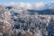 Forest in Winter at Velika Planina Slovenia  by aleksandar_hajdukovic