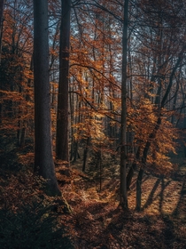 Forest mood Germany 