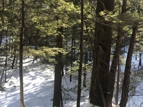 Forest Scarborough Maine 