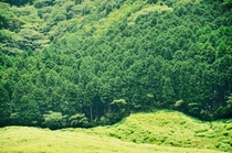 Forests near Fujisan Japan 