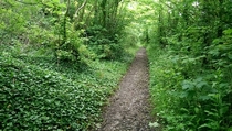 Forrest path North Wales OC x