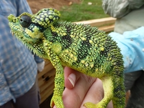 Found a chameleon on my study abroad trip to Kenya x 