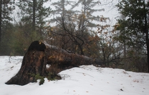 Found a cool felled tree in a snowed forested mountaintop in Seven Oaks CA 