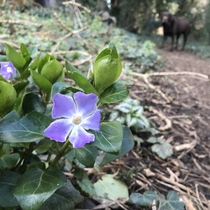 Found a little Lesser Periwinkle  on my walk in Hertfordshire today