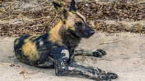 Found a pack of Cape Wild Dogs in Moremi Game Reserve in Botswana One of my favorite sightings of the trip 