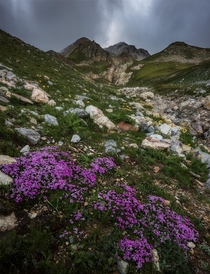 Found some nice purple wildflowers in the French Alps 