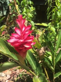 Found this beautiful flower in the jungles of Guatemala Calling all plant nerds to help me identify