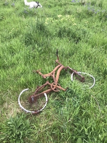Found this bike when walking the dog in a rural area