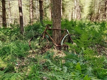 Found this bike while having a walk in a forest in Normandy
