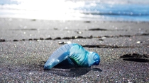 Found this Bluebottle who met his demise this week in Manawatu New Zealand x 