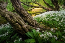 Found this little piece of forest a few weeks ago in The Netherlands and went back to see it full of wild garlic Yes the smell was interesting x