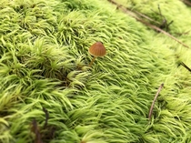 Found this single tic-tax sized mushroom in the middle of a vibrant patch of moss on my hike earlier - Gadsden Alabama 