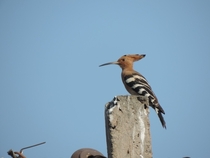 Found this Woodpecker on my way home  South India