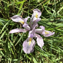 Four-petaled Central Coast Iris Iris longipetala Bolinas Lagoon California 