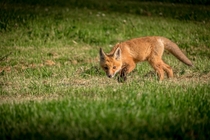 Fox cub investigating an intruder 