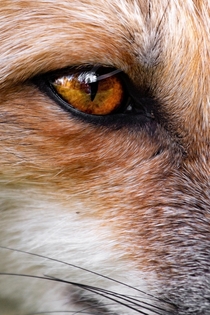Fox eye