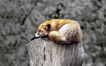 Fox resting on a stump