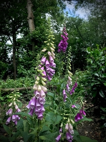 Foxglove in the forest 