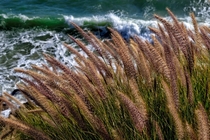Foxtails over the Pacific in Cambria California  x