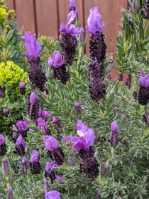 French lavender blooming OC