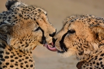 Frenching Cheetahs Acinonyx jubatus 