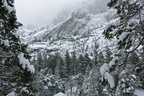 Fresh Snow in Yosemite Valley x