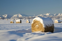 Fresh snow on Bales of Hay