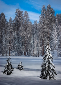 Fresh Snow Sequoia National Park  IG bradleyspuhler