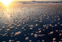 Frost flowers over young sea ice in the central Arctic Ocean Photo by Matthias Wietz 