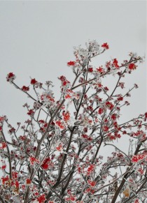 Frosted Mountain Ash 