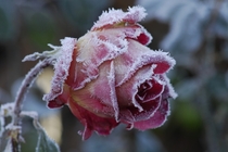 Frosted rose  