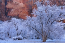Frosted trees against the red rock walls at Zion National Park Utah 