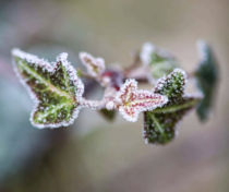 Frosty Ivy in UK