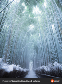 Frozen bamboo looks magical
