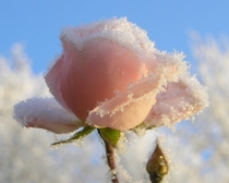 Frozen Flower 