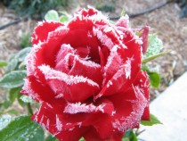 Frozen rose 