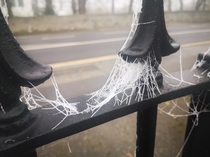 Frozen spider web on a gate