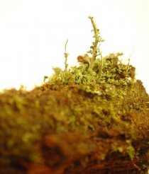 Fruticose lichen on fir wood from Alsea River area Oregon 