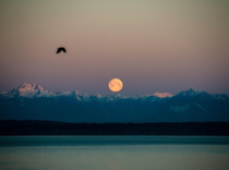 Full moon setting over the Olympic Mountains at sunrise seen from Seattle 