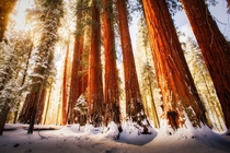 Full of light Sequoia National Park 