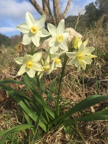 Fully blooming Narcissus in southern Greece now