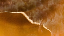 Fur Mountain Bison at Yellowstone during sunset 