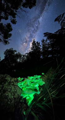 Galactic Ghost Ghost Mushroom Omphalotus nidiformis under the Galactic Centre Southern Tasmania 