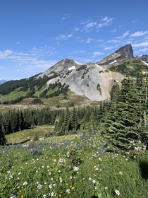 Garibaldi Provincial Park British Columbia wildflowers in bloom  OC