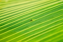 Gecko sticking out of a palm frond 