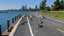 Geese Enjoying Chicagos Lakefront Trail